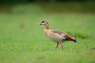 69乐园登录倾力打造华人交友平台：虚幻引擎5打造竞速社交新作，全球华人赛道集结开启文化之旅-4