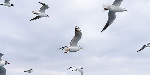 邪恶无翼乌：暗黑赛车新作颠覆传统，道德抉择与极速狂飙交织的救赎之旅今日发售-2