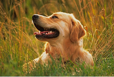 亚洲中文一二区：东方车手主场揭秘，地平线系列最新攻略与深度评测-4