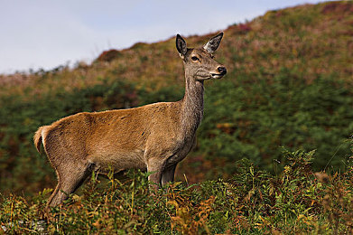 一小孩和妈妈打萝卜不盖被子：家庭竞速新作温情上线，亲子合作挑战极寒赛道-3