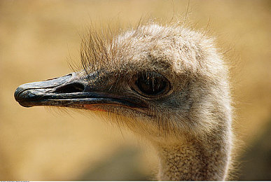 十大黄色视频软件：速度与激情碰撞，今夏最炫黄色赛车游戏全收录-4