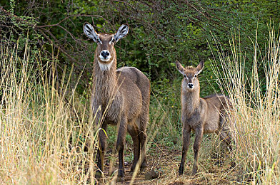 亚洲爱情岛论坛自拍品质：极速幻境，虚拟赛道与视觉美学的双重竞逐之旅-4