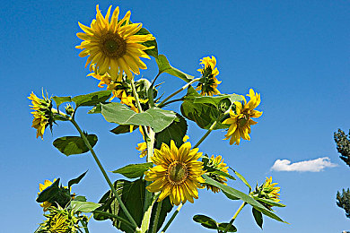 奶头直播：拟真竞速新作引爆直播狂欢，虚拟方向盘后的集体宣泄与反思