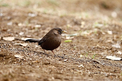 夜间禁用网站18：当星辰成为赛道，黑夜唤醒引擎的密语-2