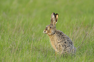 oppo每天无限次下载3.0.3大全：极限竞速地平线全新赛季开启，每日挑战与车辆收集攻略全解析