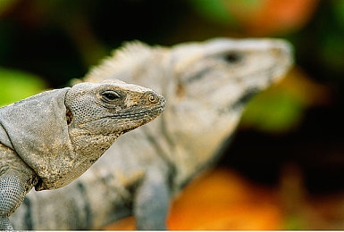 国产乱伦网址:极速风云,从混沌到共创的网络竞速新纪元-3