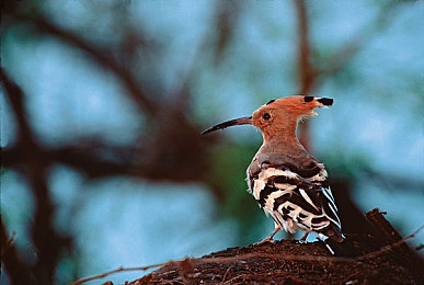 什么软件可以看到男女上床：情感模拟游戏新作崛起，深度解析代码如何编织心动体验-3
