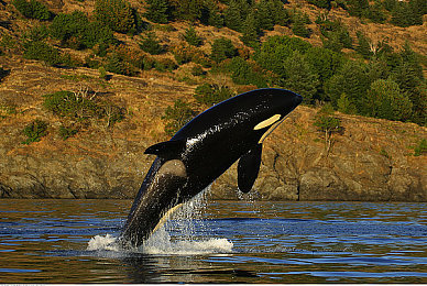 国内av网：驰骋华夏，虚拟竞速新纪元的国产车魂之旅-2