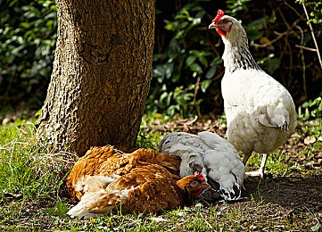 99r这里:模拟赛车技术突破,虚拟驾驶经验可反哺现实赛道-2