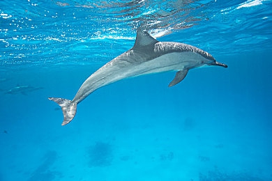 男人和女人一起差差app:极速搭档革新双人竞速,差异化协作开启赛道新艺术-3