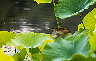 XDEVIOS中文免费版下载:极速狂飙,改装传奇,你的街头赛车之旅由此开启-4