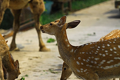 少妇会所按摩性高潮：《夜都魅影》全新DLC上线，以多感官沉浸引擎重塑竞速游戏体验-2
