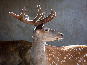 鸡鸡插女生软件:虚拟竞速新作今日上线,精准插入玩法引爆玩家社群-4