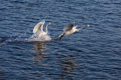 粉色苏州晶体。：未来竞速新作揭秘，赛博苏州街头狂飙今日开启-2