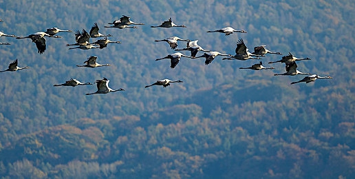 丝瓜,草莓：田园狂飙，藤蔓与浆果的极限竞速-2