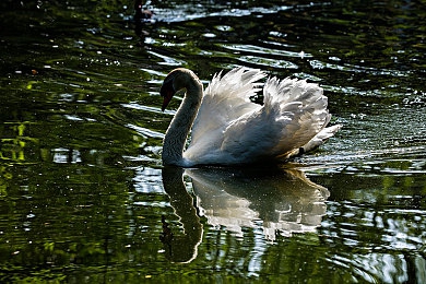 黑人と日本人の交:跨文化竞速新作东京漂移今日上线,双风格赛车系统颠覆传统体验-2