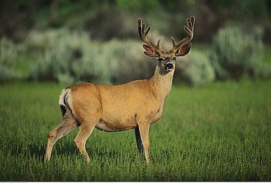 页面升级77777的最新版本更新内容：极速新章，幻影驰骋于昼夜交织的赛道-2