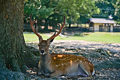 男人和女人打飞机的软件：云端共舞，翼下星辰，虚拟苍穹中的双人飞行诗篇-4