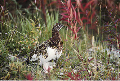 黄色软件排行：极速法则的边界，虚拟引擎中的自由与枷锁-2