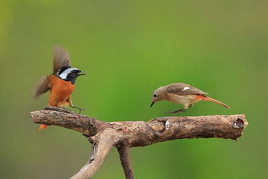 男人的软件插入女人的软件里面：硬核调校与智能副驾，开启人机协同竞速新纪元-4