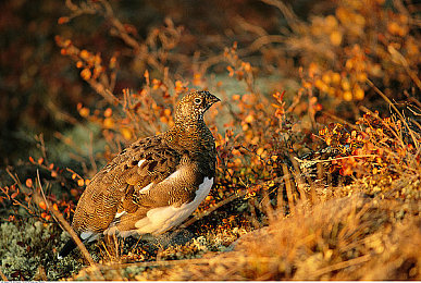 99热热：驾驭临界温度，在极速狂飙中掌控引擎的沸腾艺术-3