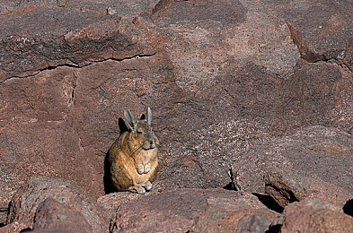 小鲜肉GayGay 免费网站：虚拟偶像跨界狂飙，免费赛车新游引爆双线竞速热潮-4
