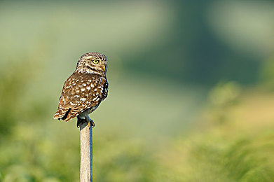 欧美成人h：极速狂飙与情感抉择，深度解析赛车游戏午夜竞速的独特旅程-3