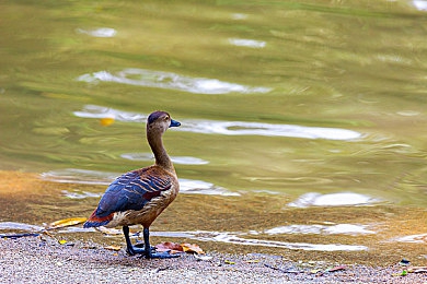 男同摸jiji禁秘：夜幕边缘，速度与暗码的非法协奏曲-3