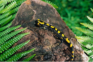 mdapp03.tV：次世代赛车游戏革新，直播竞速体验今日正式上线-3