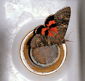 沈阳45岁老阿姨最后的巅峰时刻：中年玩家打破年龄界限，极限竞速地平线5点燃不老驾驶激情