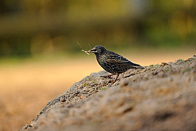 福利一区三区:极速寻珍,解锁地平线秘藏车库之旅-3