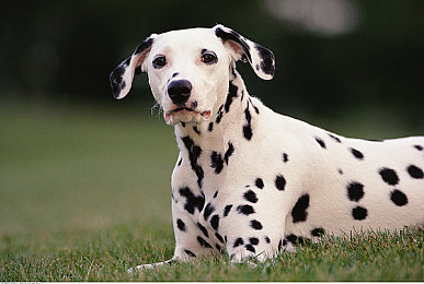 三黑战刘玥最经典:极速征途,三人同心智斗传奇车神-2