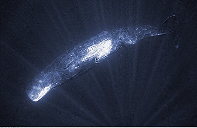 艳女直播ApP：未来竞速新纪元，虚拟主播赛道狂飙与直播互动全解析-3