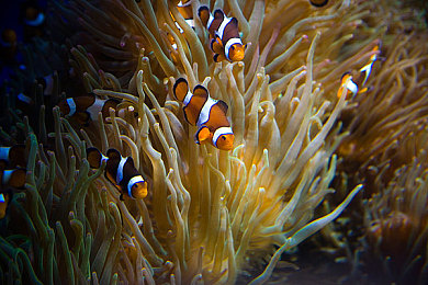 卡戴珊和rayJ：都市竞速与名利场社交融合，全新双线玩法游戏今日正式上线