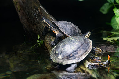 网站你懂我的意思吧：极限竞速地平线5，打造你的终极驾驶幻想乐园-4