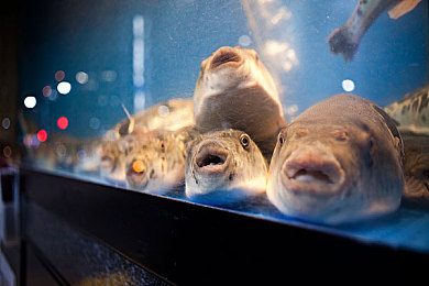 狗日农村妇女B：农用卡车变形记，乡村赛道上的逆袭传奇-3