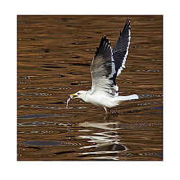 红桃视频成人网：极速骇客，暗网都市的非法竞速风暴-4