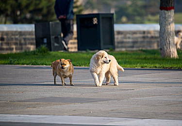 艳女直播广告:极速幻影颠覆竞速体验,虚拟偶像与赛车直播深度交融-2