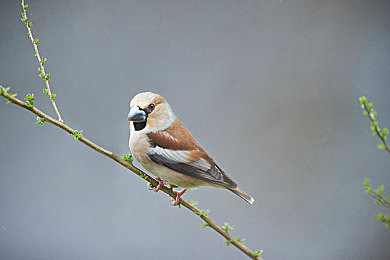 Vivo黄色软件:霓虹赛道极速对决,三大技巧助你制霸街头竞速新版本-3