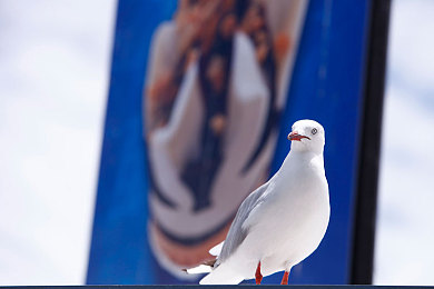 tiktok色板2.4.1：汽车改装新潮流，用流行色打造你的专属梦幻座驾-3