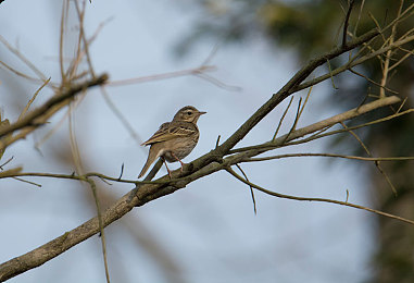 99.色色：疾速闯关，色彩赛道挑战你的视觉极限