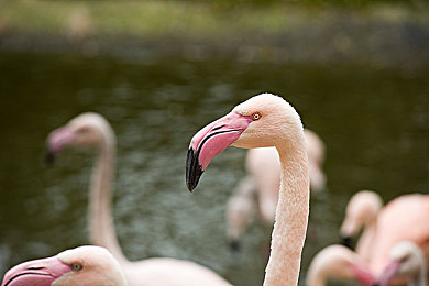 国产成人Aⅴ：硬核驾驶融合成人叙事，国产原创竞速新作今日正式发售-5