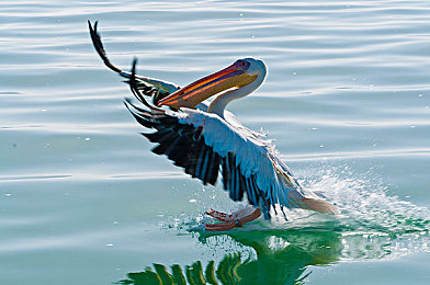 A级中国成人电影:硬核竞速新作今日上线,真实驾驶体验引爆都市街头狂飙-3