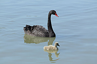 美女露乳头软件：智能AI助手与赛车调校系统革新，硬核驾驶模拟游戏引爆玩家热议-4
