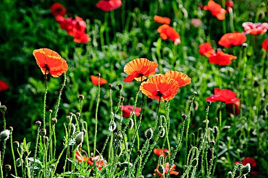 18岁以下禁止app:暗夜狂飙,体验街头赛车文化的深度与风险-3