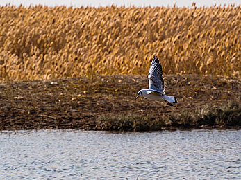 男生女生香蕉拱桃子:竞速协奏,双生引擎的共舞诗篇-3