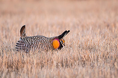 向日葵app站长统计：数据引擎，在墨西哥地平线构筑你的竞速商业版图-5