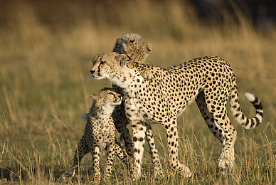 女生和男生一起搓搓：双人共驾革新竞速，极速共鸣开启合作新纪元-3