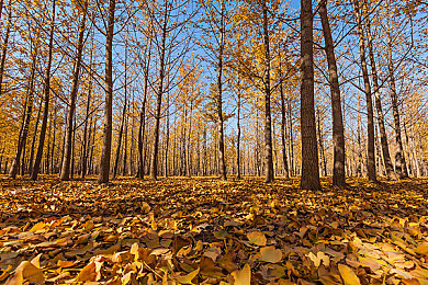 十大禁用黄:视觉迷途,赛道边缘的色彩警示录-4