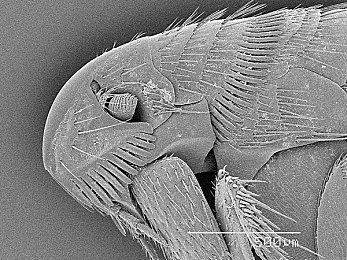 干逼应用：废土狂飙新作上线，生存与竞速的终极考验今日开启-1